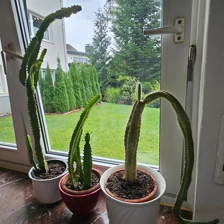 アパート Ab Ans Felsenmeer - Gemuetlichste In