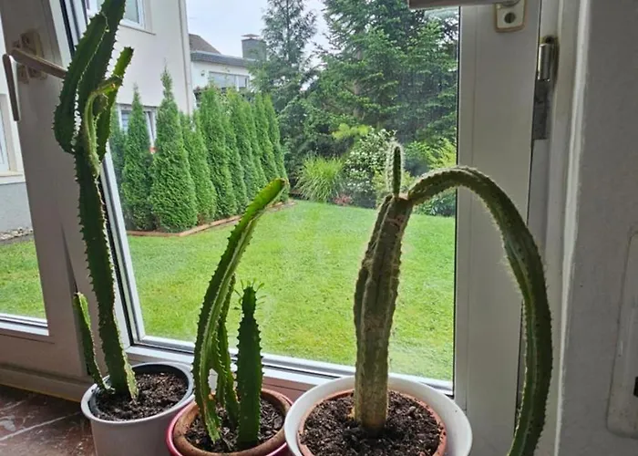 Apartmán Ab Ans Felsenmeer - Gemuetlichste In